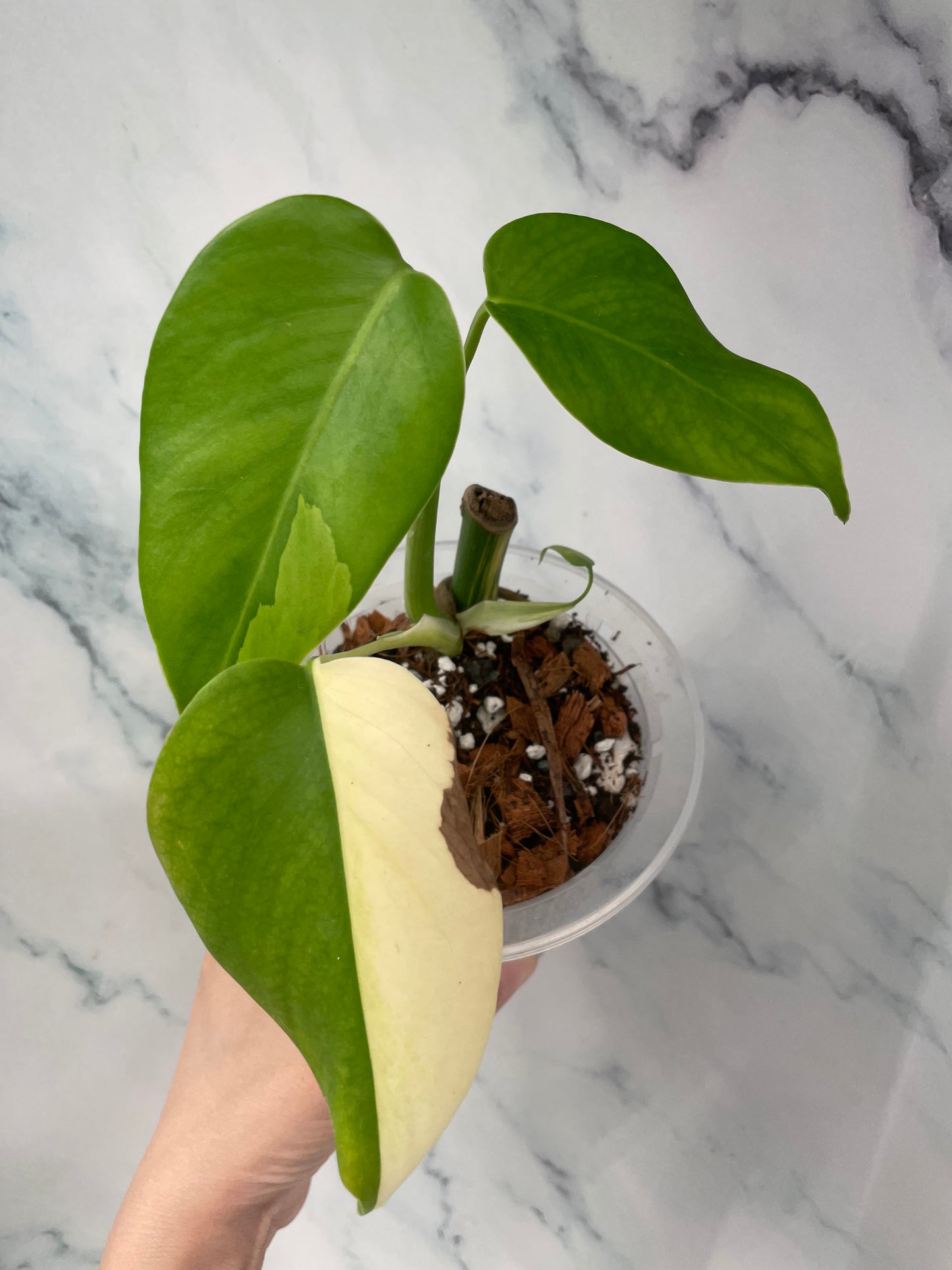 Monstera Aurea High Var Rooted Plant