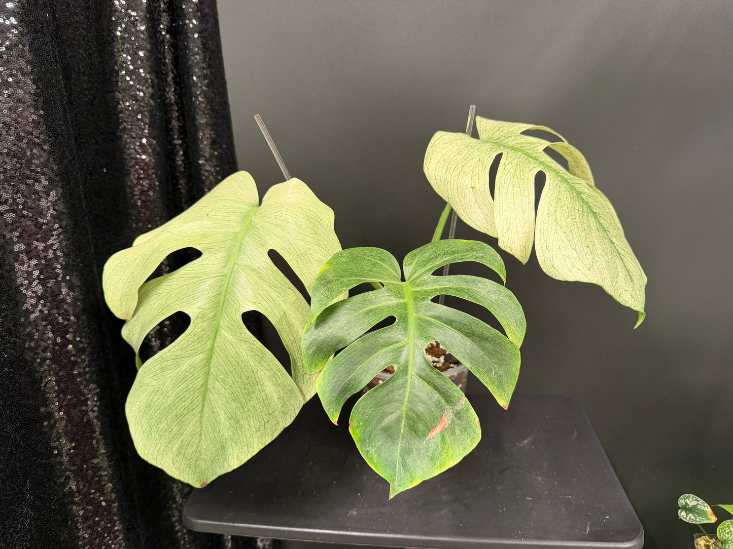Monstera Full Mint, Exact Mid Cutting with Multiple Nodes