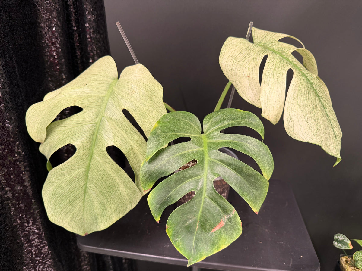 Monstera Full Mint, Exact Mid Cutting with Multiple Nodes