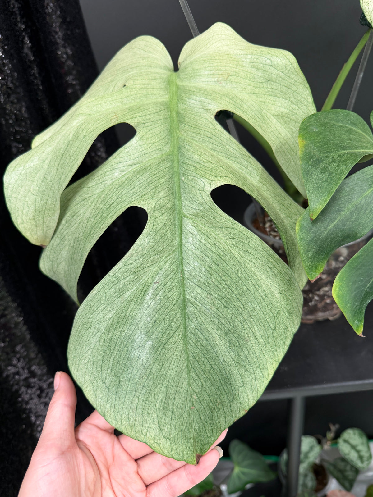 Monstera Full Mint, Exact Mid Cutting with Multiple Nodes