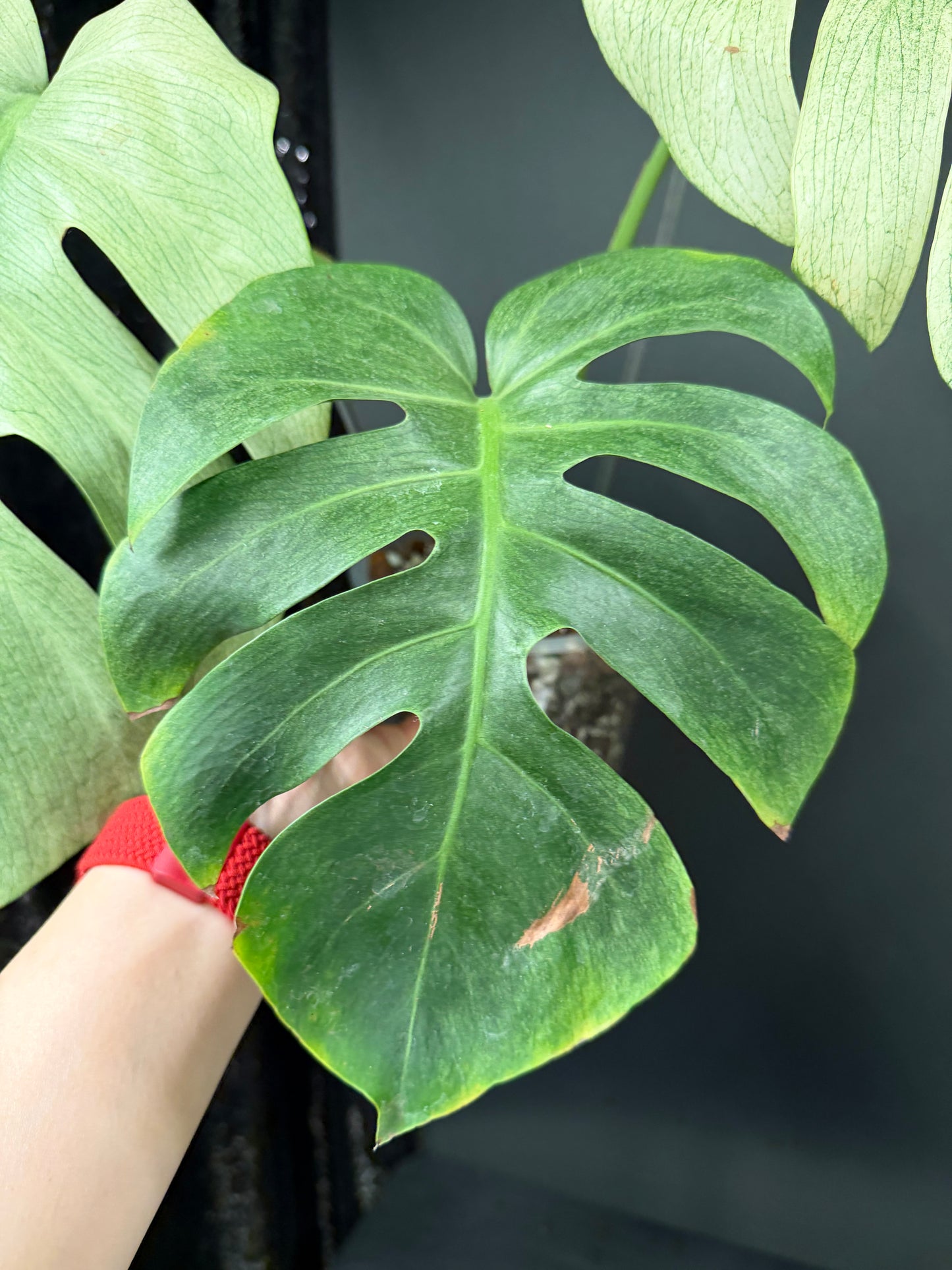 Monstera Full Mint, Exact Mid Cutting with Multiple Nodes