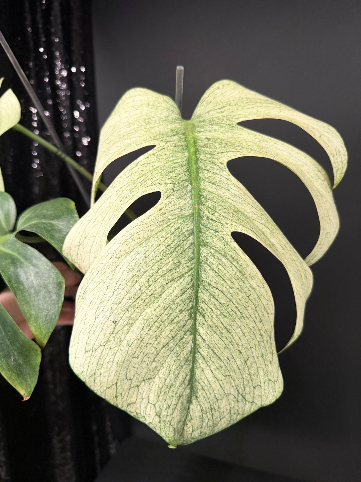 Monstera Full Mint, Exact Mid Cutting with Multiple Nodes