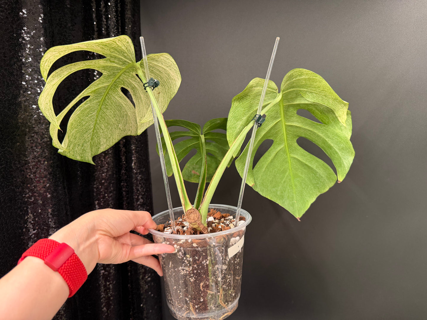 Monstera Full Mint, Exact Mid Cutting with Multiple Nodes
