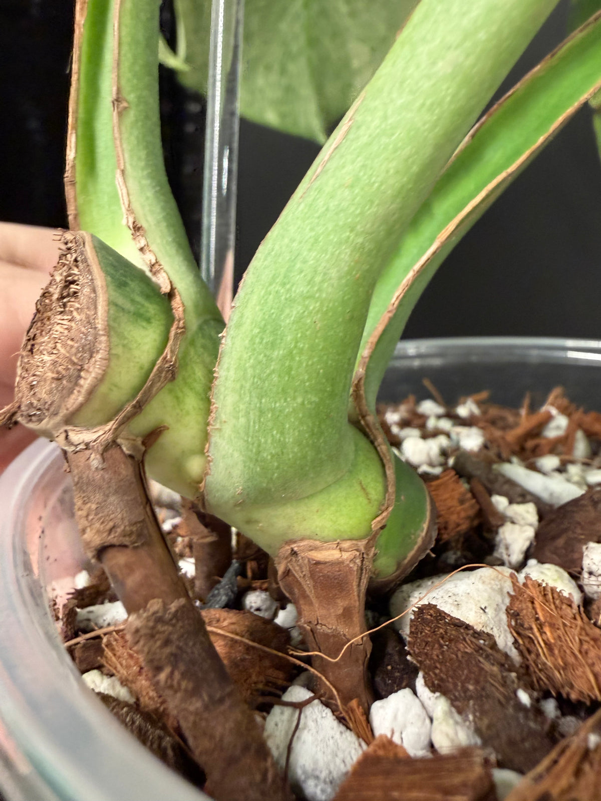 Monstera Full Mint, Exact Mid Cutting with Multiple Nodes