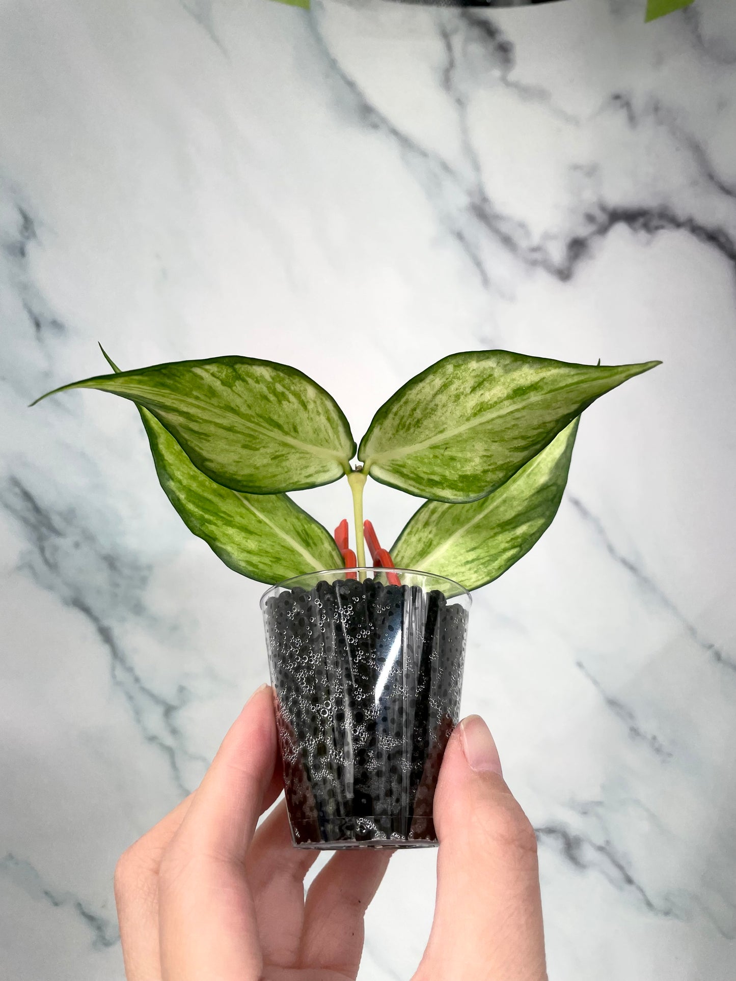 Hoya Polyneura Inner Variegated Rotted Plant