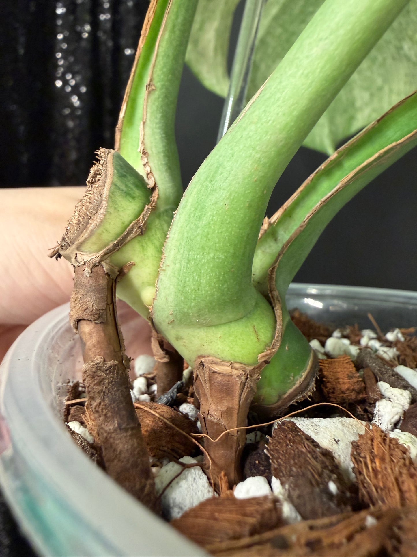 Monstera Full Mint, Exact Mid Cutting with Multiple Nodes