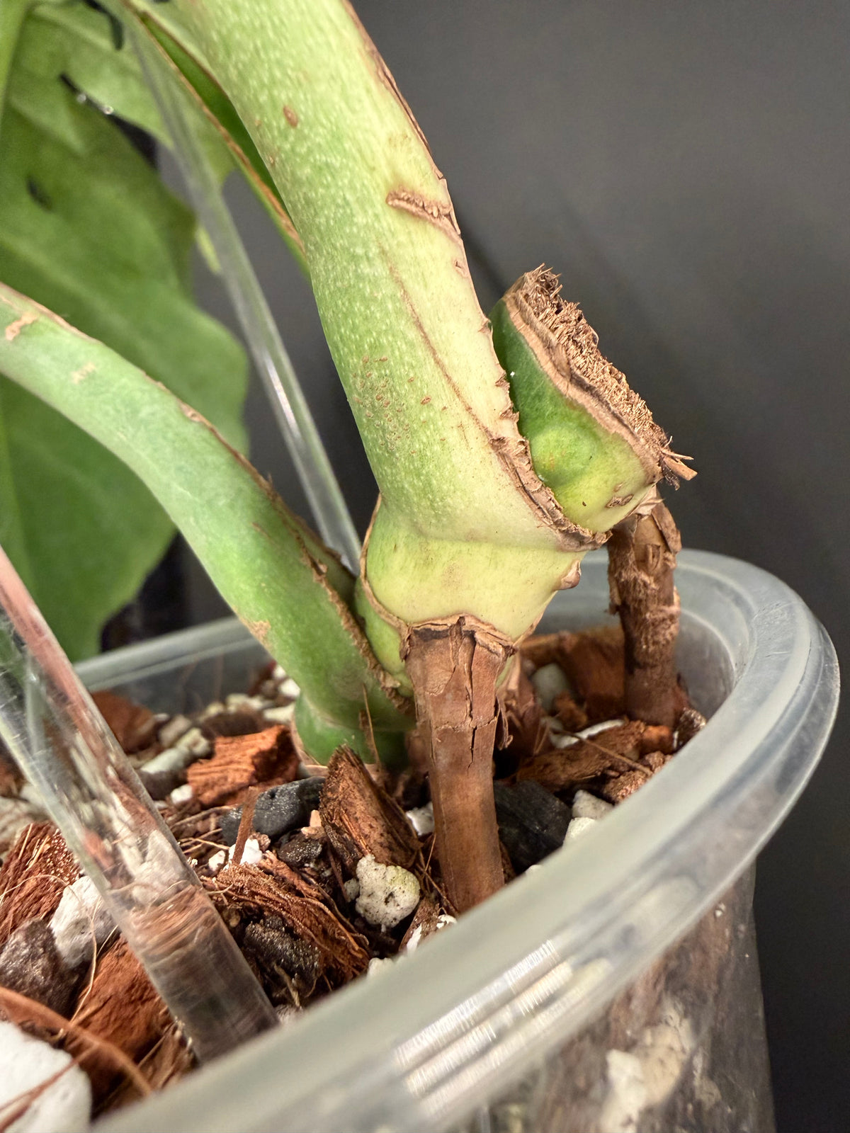 Monstera Full Mint, Exact Mid Cutting with Multiple Nodes