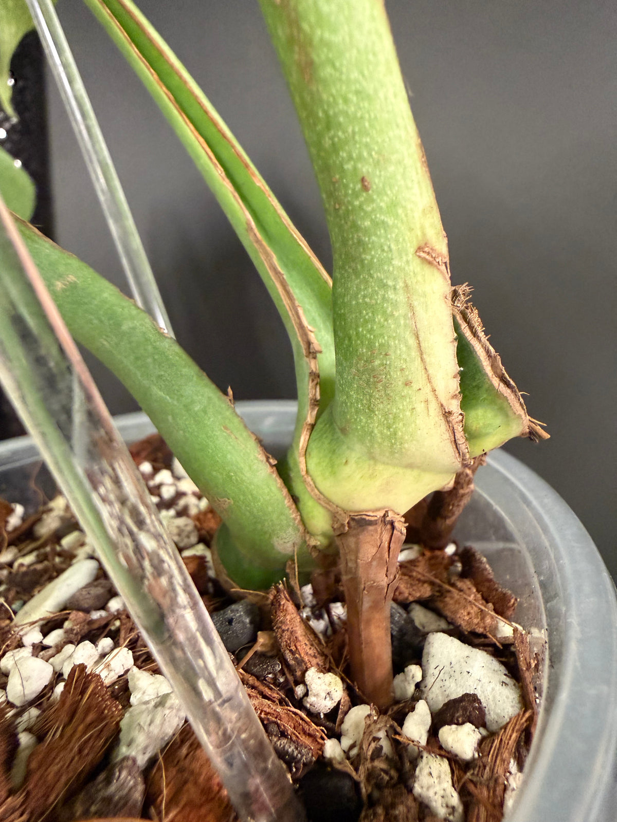 Monstera Full Mint, Exact Mid Cutting with Multiple Nodes