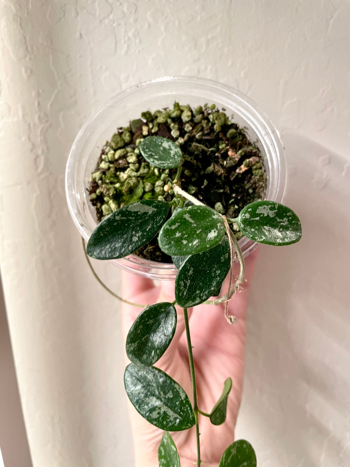 Hoya Lima Splash Established Plant