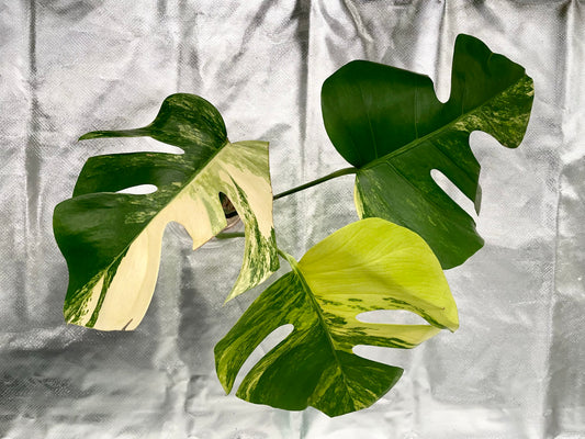 Monstera Aurea 3 Leaves Top Cutting