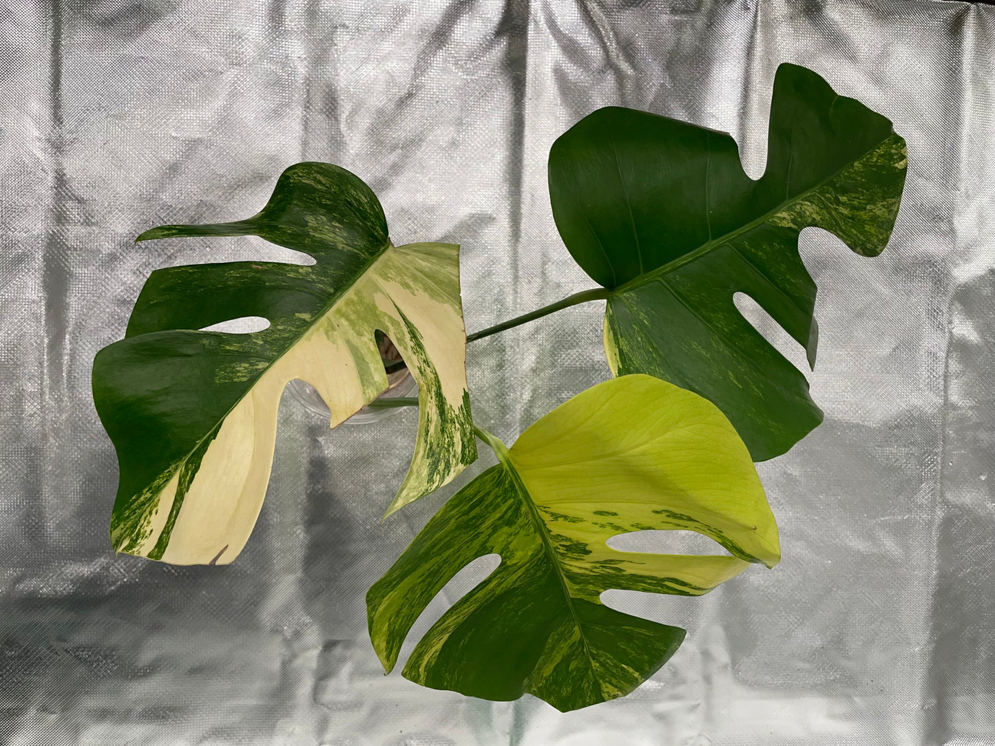 Monstera Aurea 3 Leaves Top Cutting