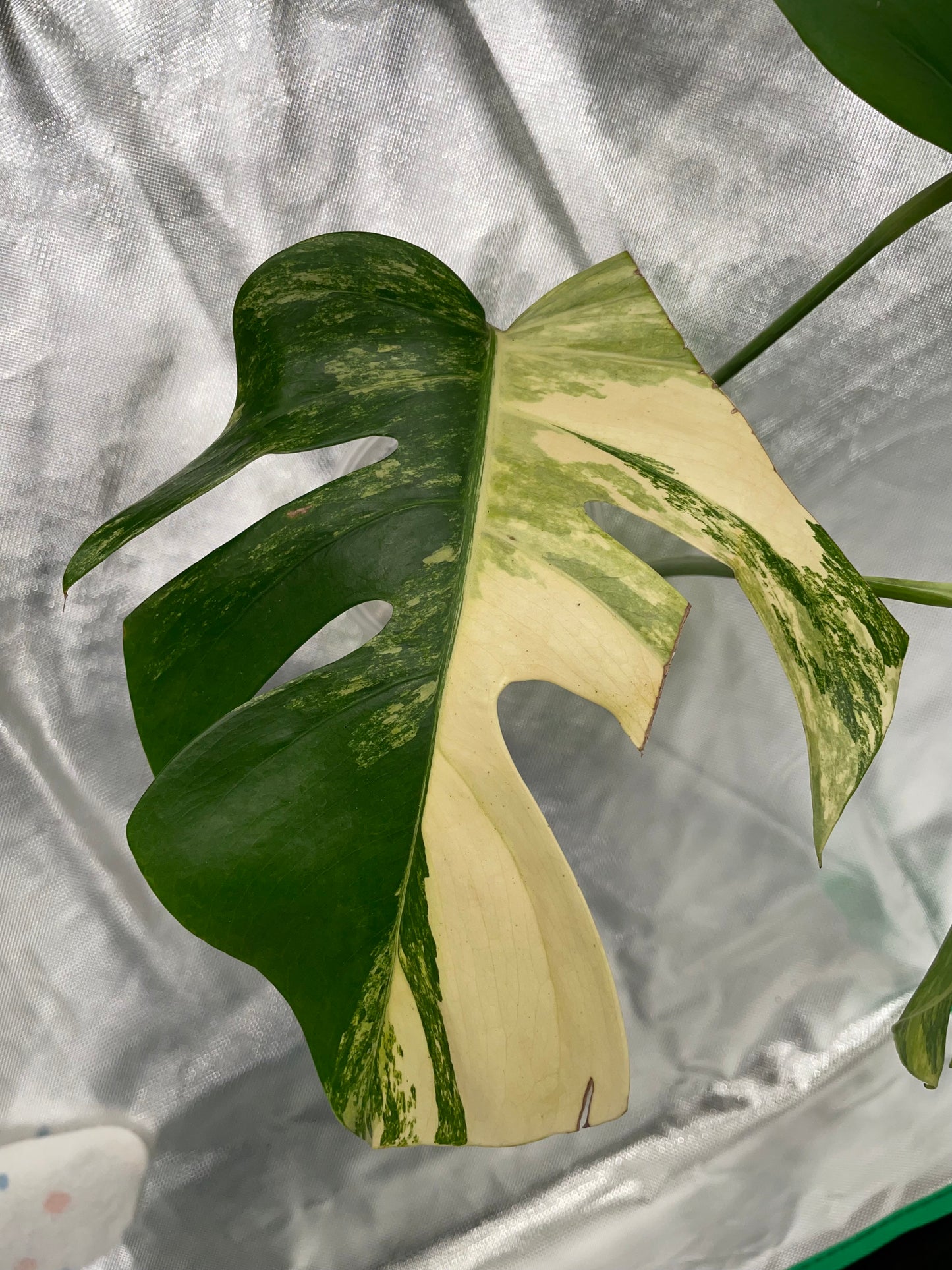 Monstera Aurea 3 Leaves Top Cutting