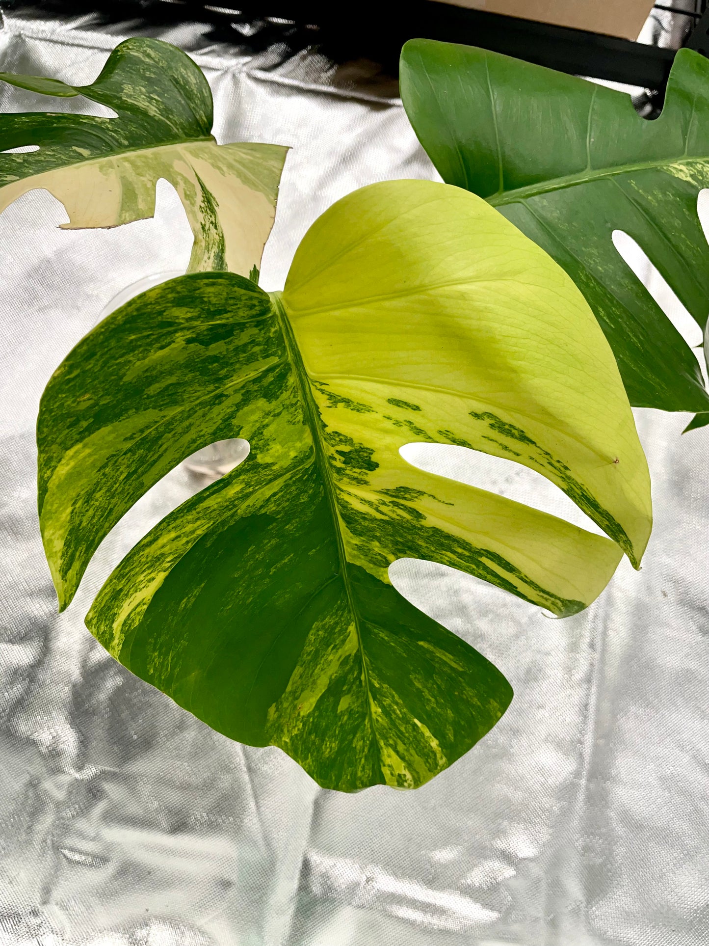 Monstera Aurea 3 Leaves Top Cutting