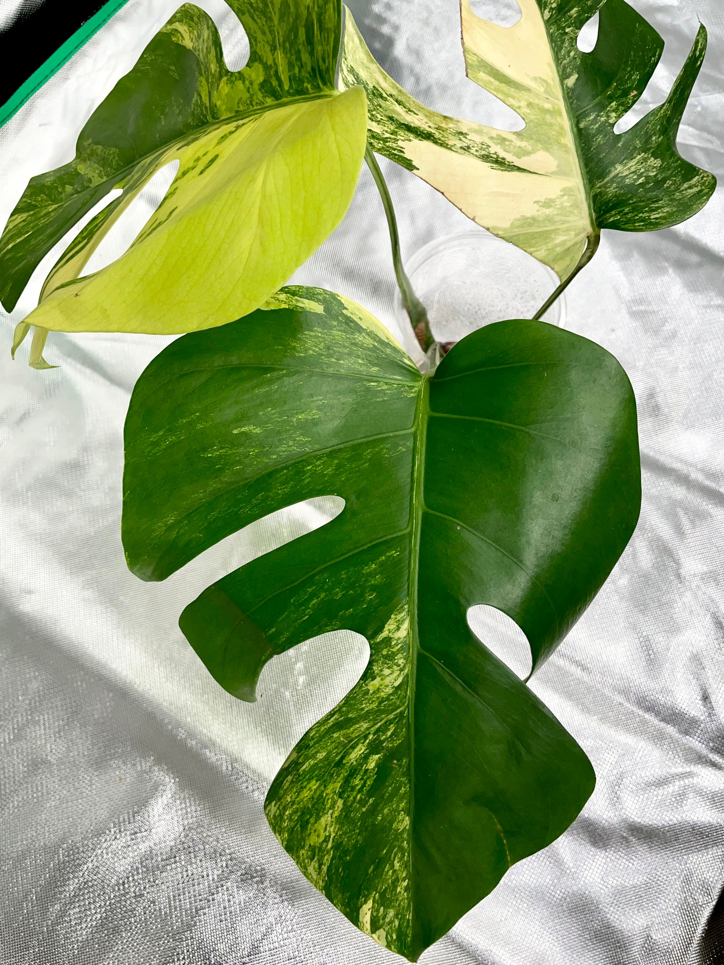 Monstera Aurea 3 Leaves Top Cutting