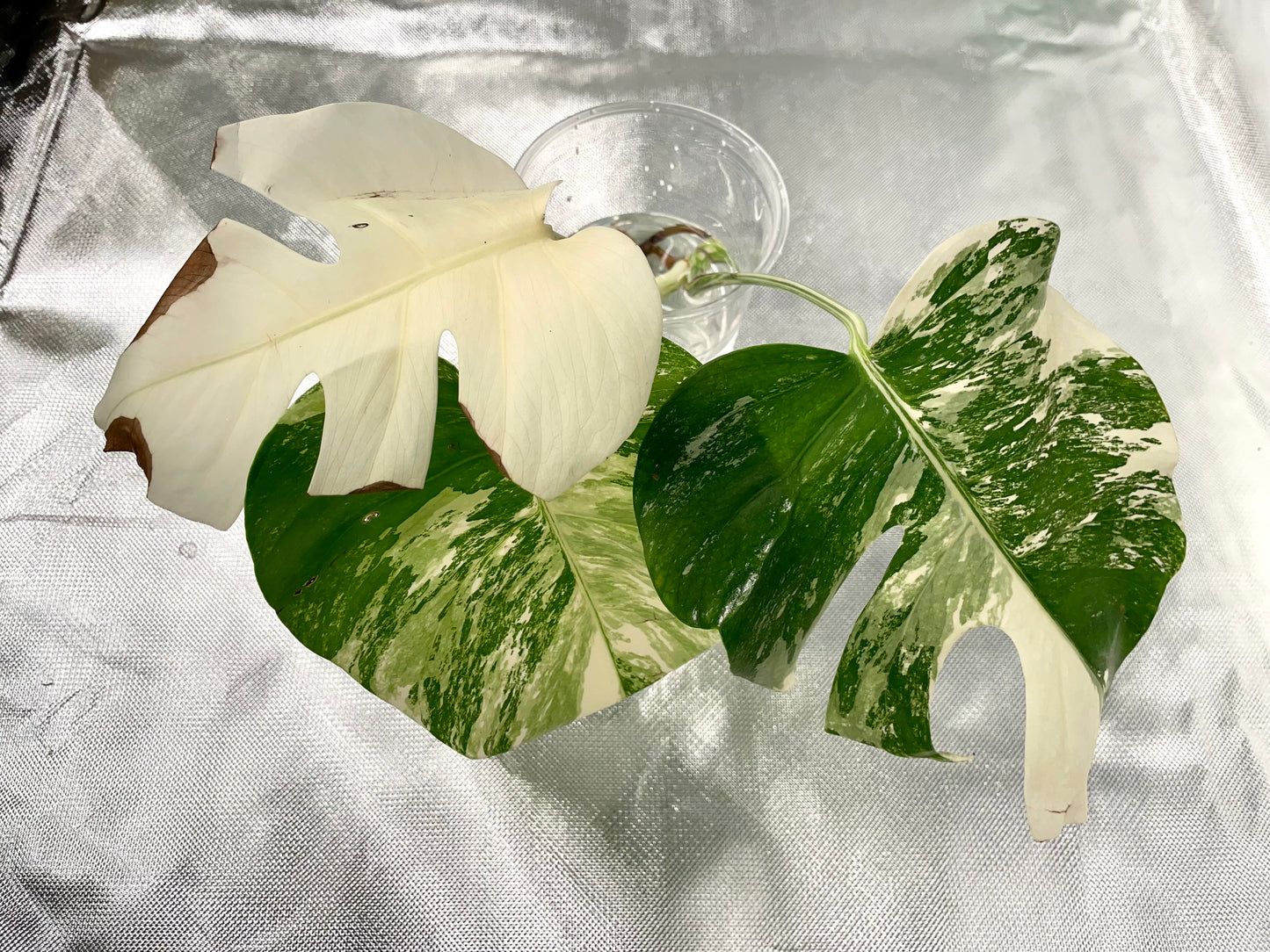 Monstera Albo 3 Leaves Top HIGH Var Cutting (Copy)