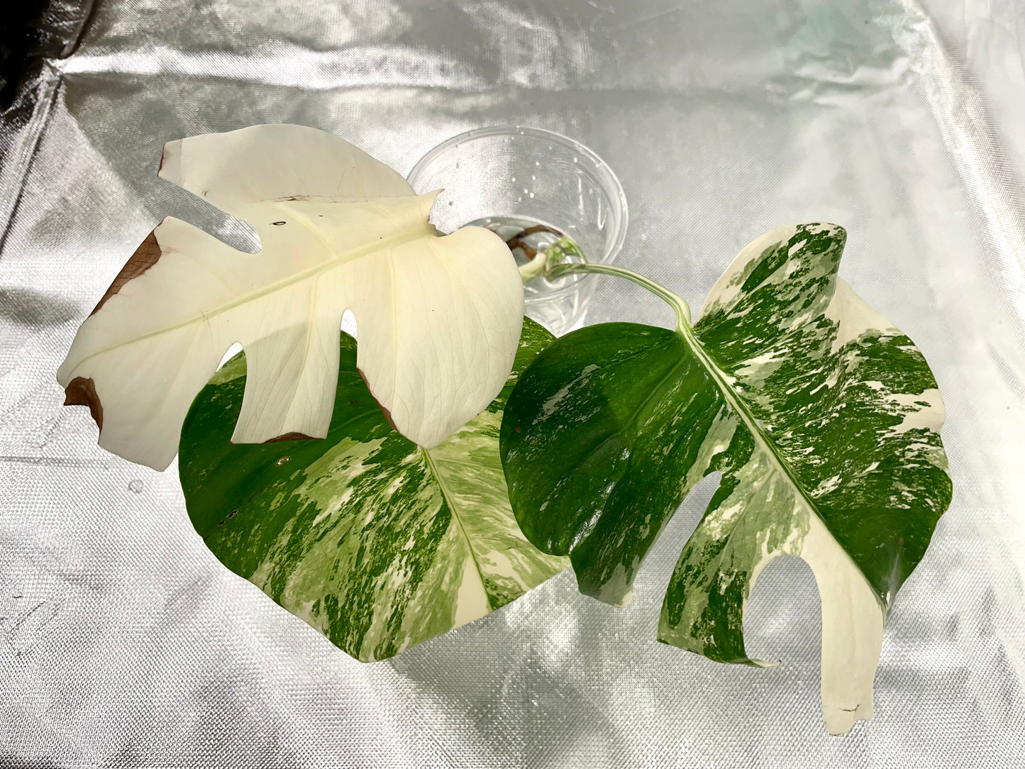 Monstera Albo 3 Leaves Top HIGH Var Cutting (Copy)