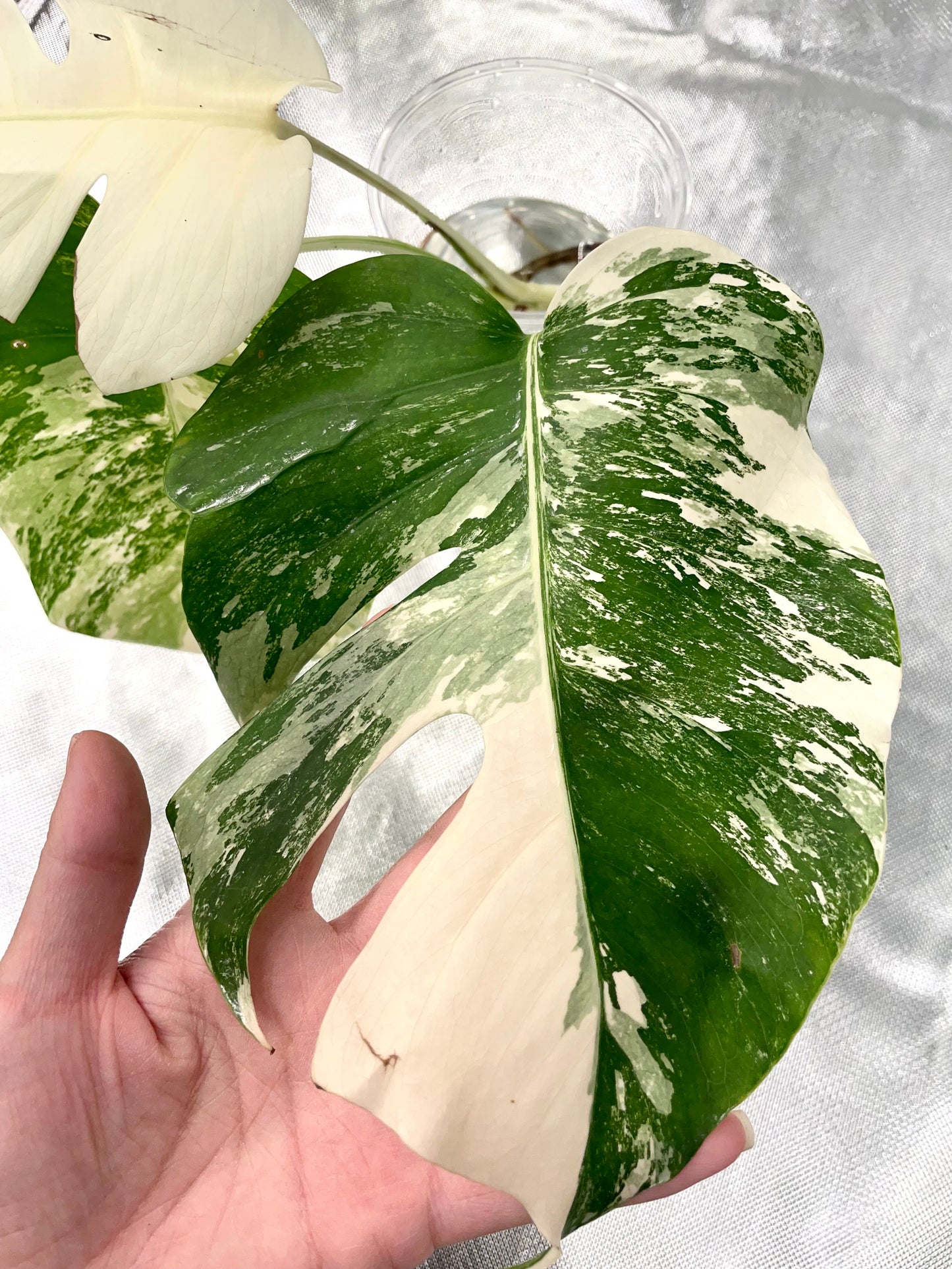 Monstera Albo 3 Leaves Top HIGH Var Cutting (Copy)