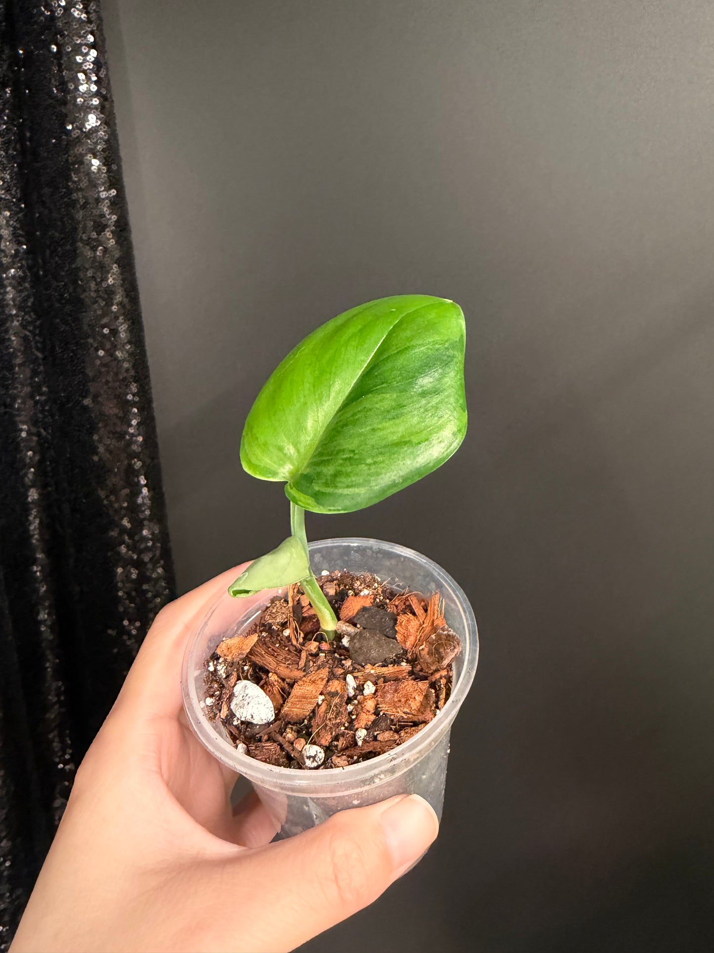 Scindapsus Green on Green Rooted Top Cutting