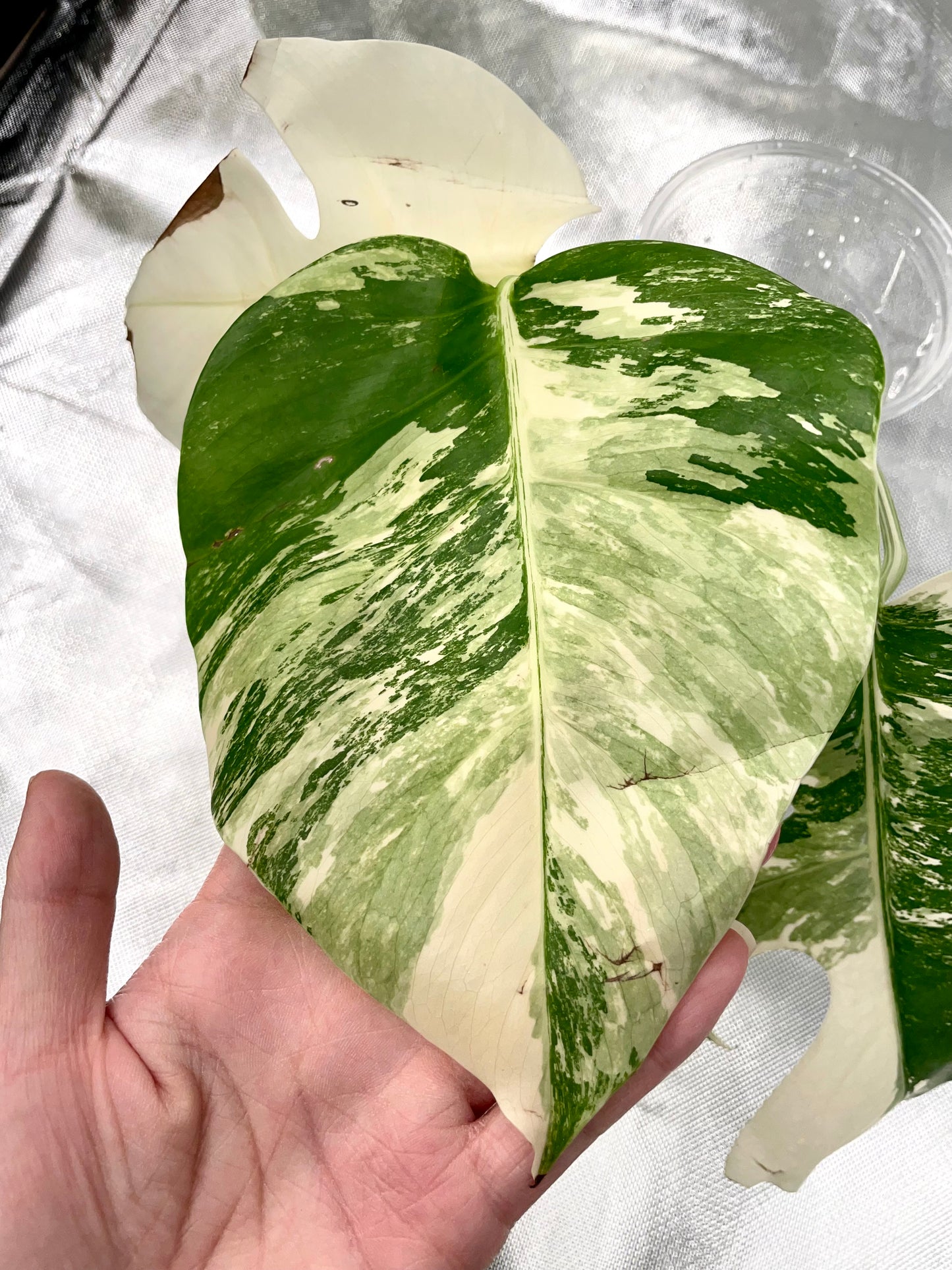 Monstera Albo 3 Leaves Top HIGH Var Cutting (Copy)