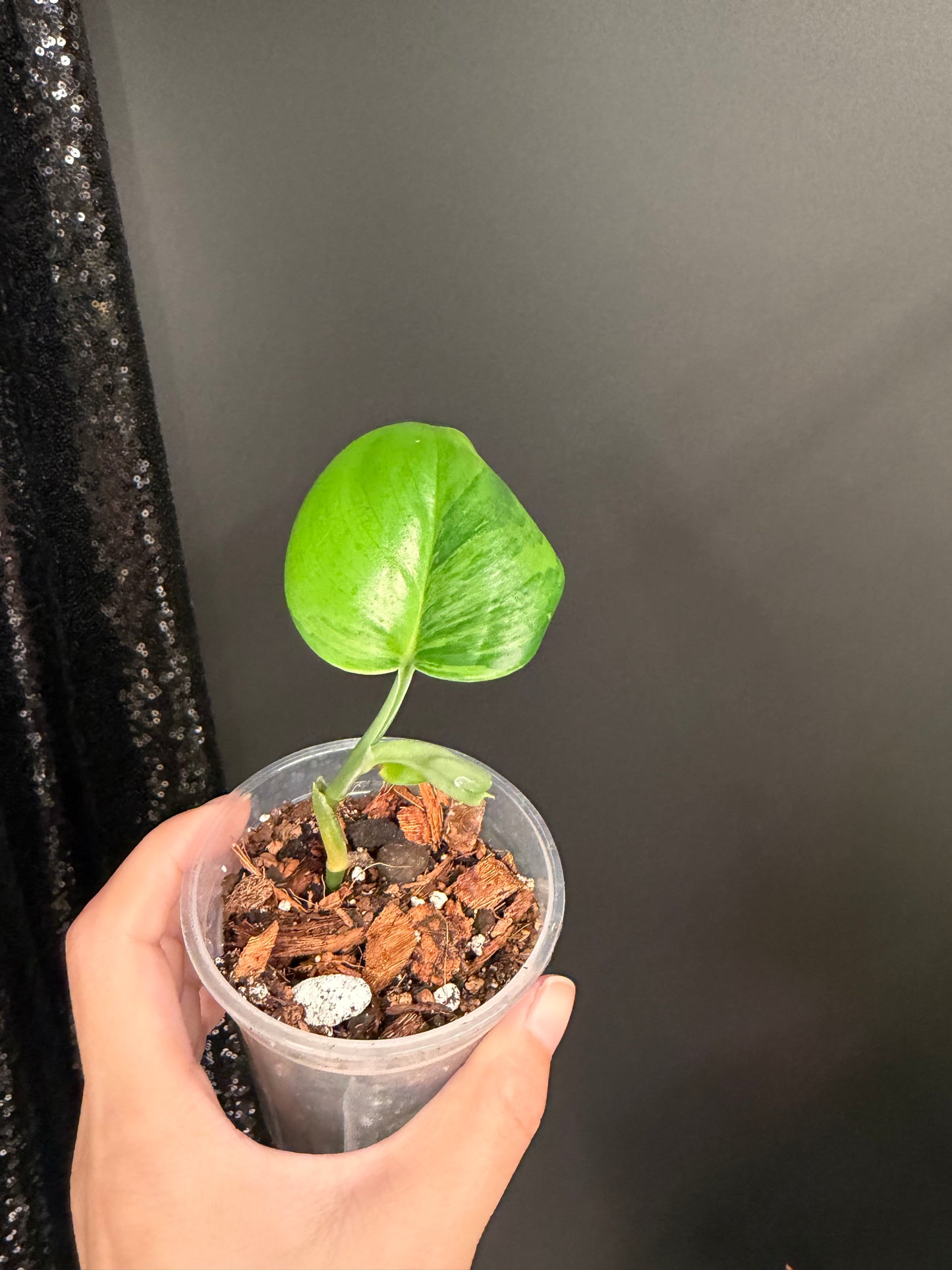 Scindapsus Green on Green Rooted Top Cutting