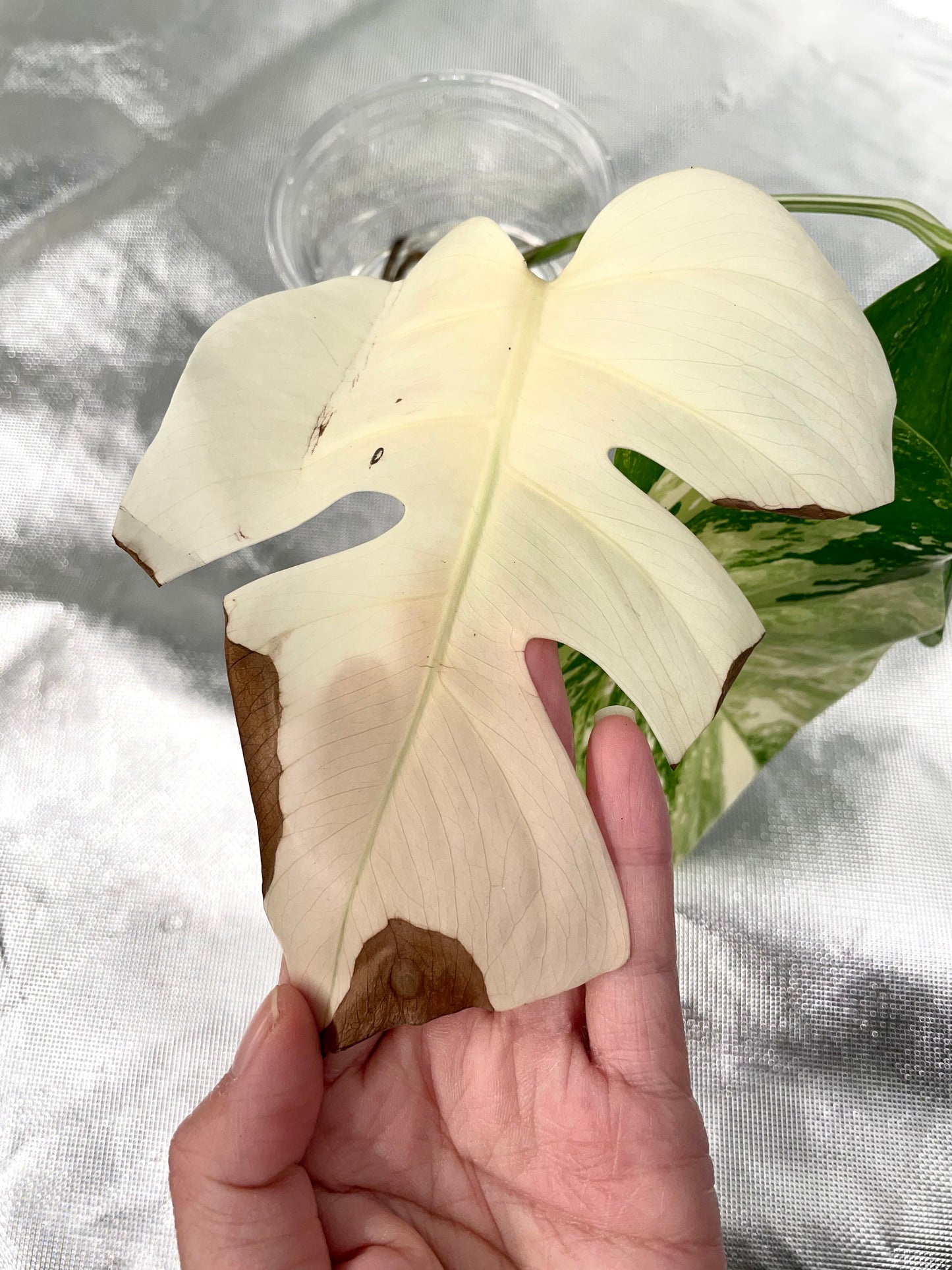 Monstera Albo 3 Leaves Top HIGH Var Cutting (Copy)