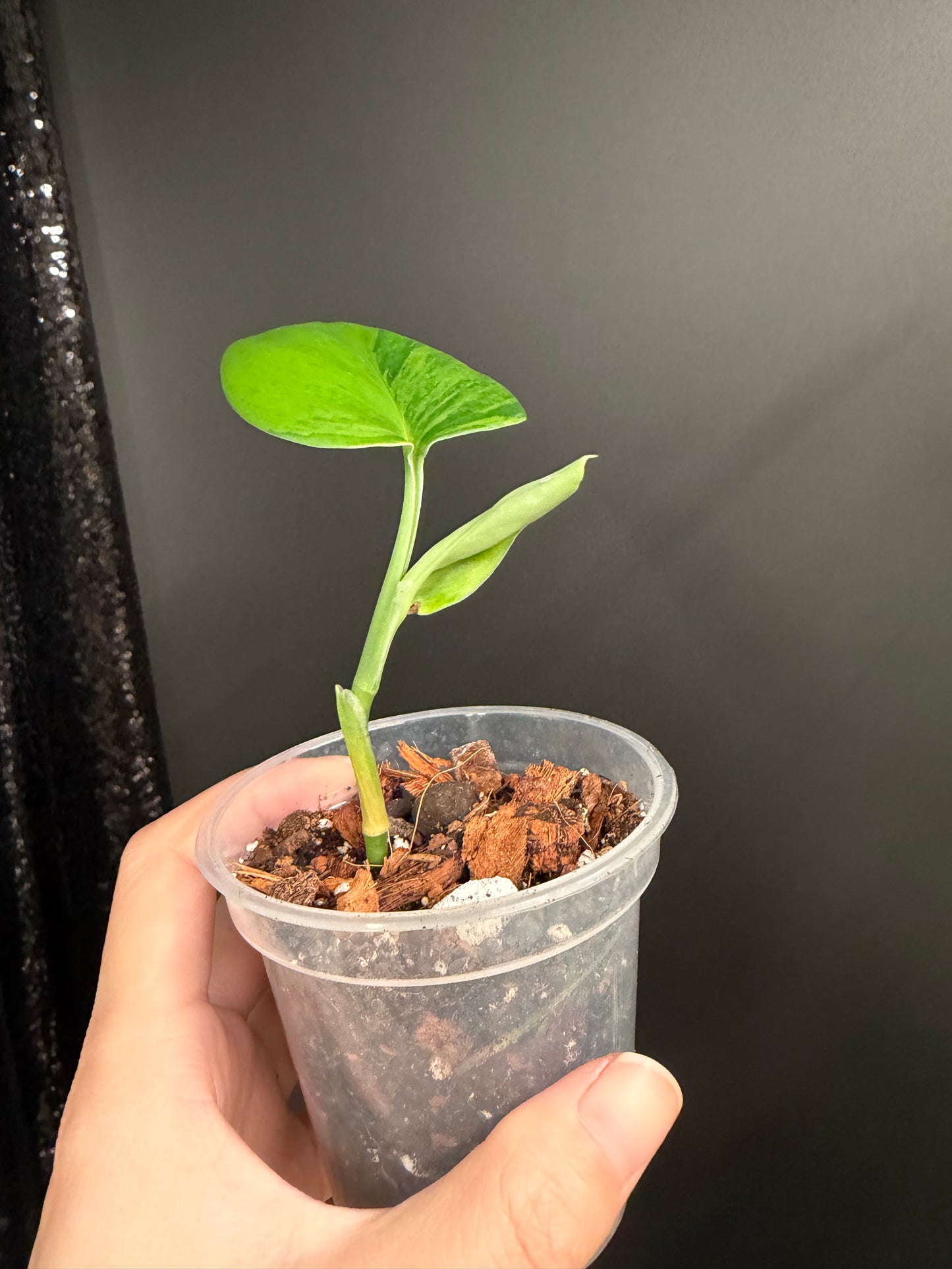 Scindapsus Green on Green Rooted Top Cutting