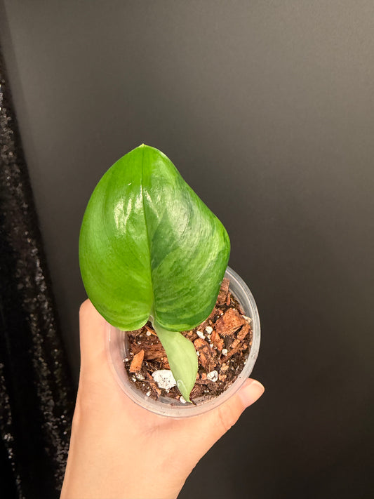 Scindapsus Green on Green Rooted Top Cutting