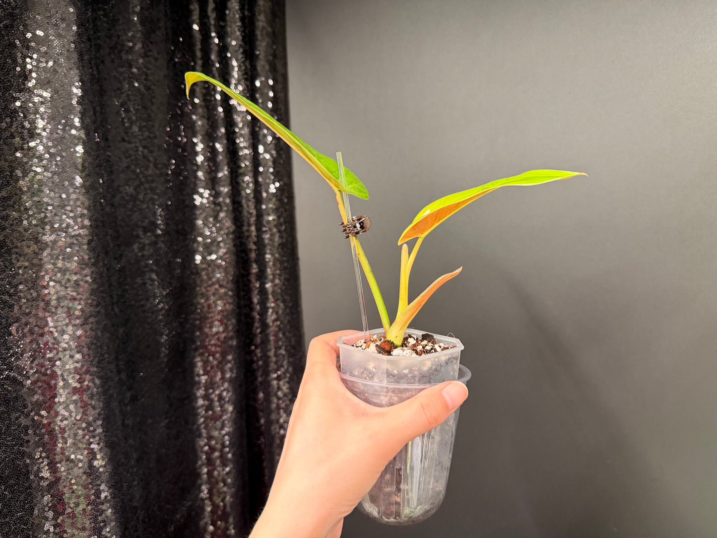 Philodendron Whipple Way Variegated