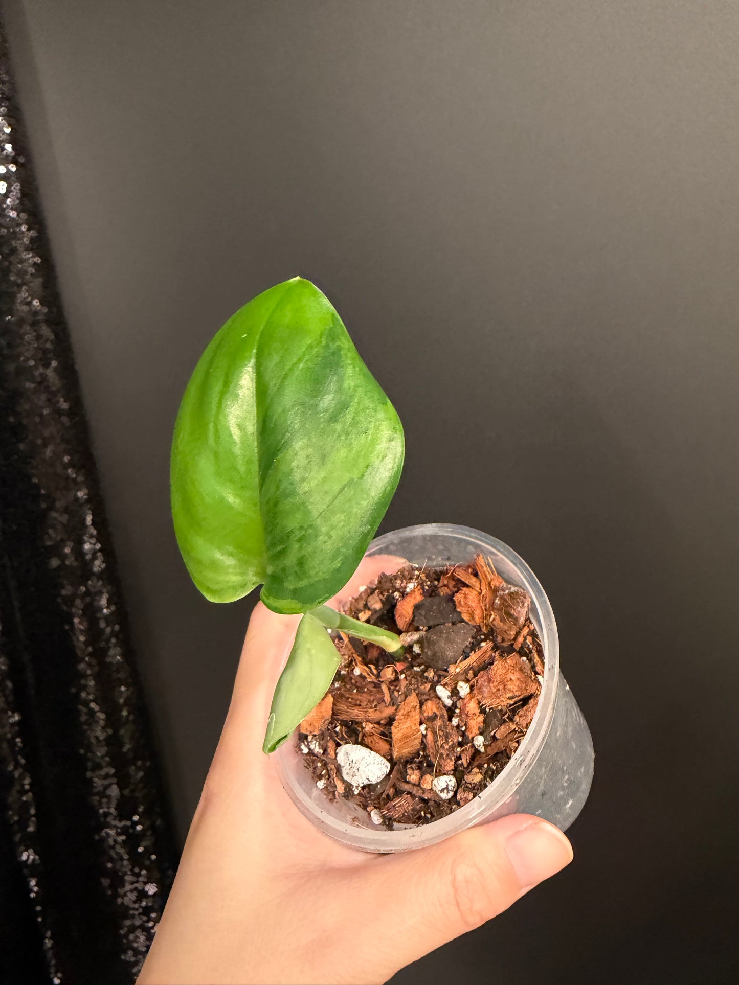 Scindapsus Green on Green Rooted Top Cutting