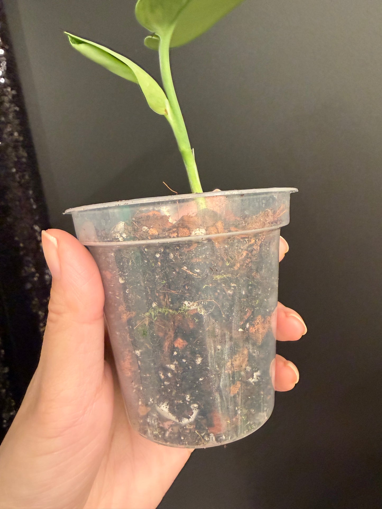 Scindapsus Green on Green Rooted Top Cutting