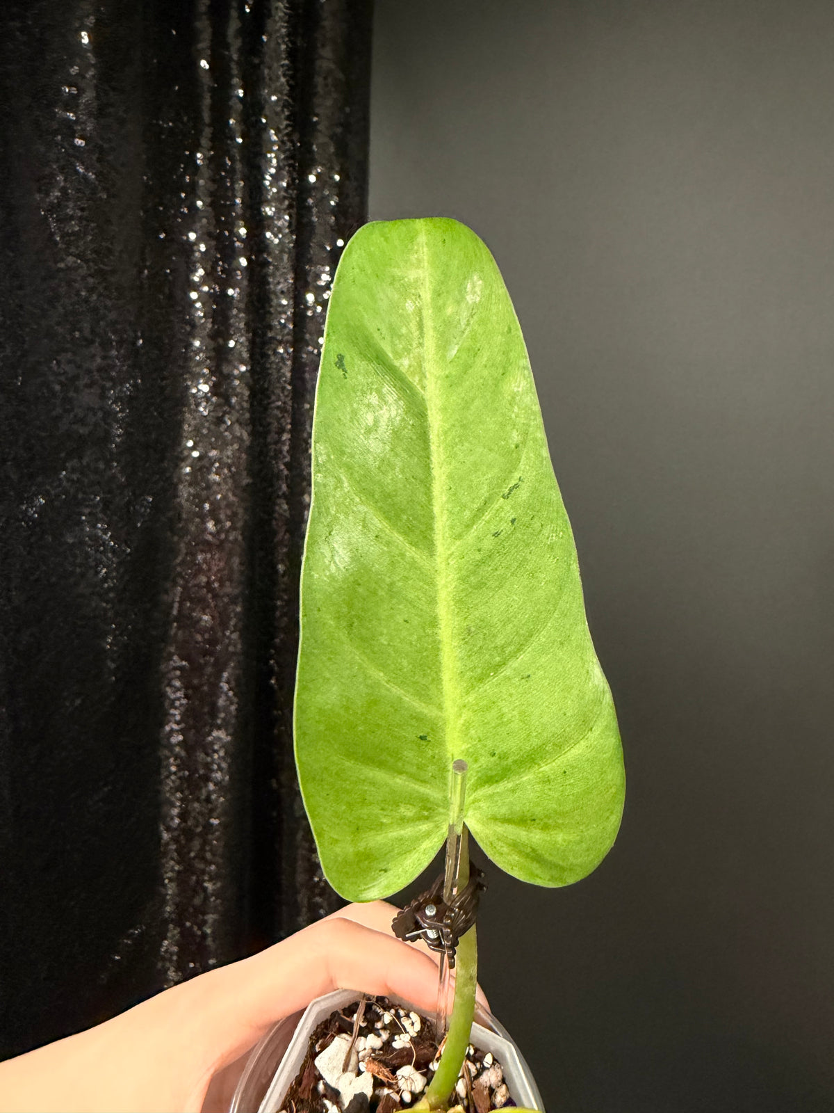 Philodendron Whipple Way Variegated