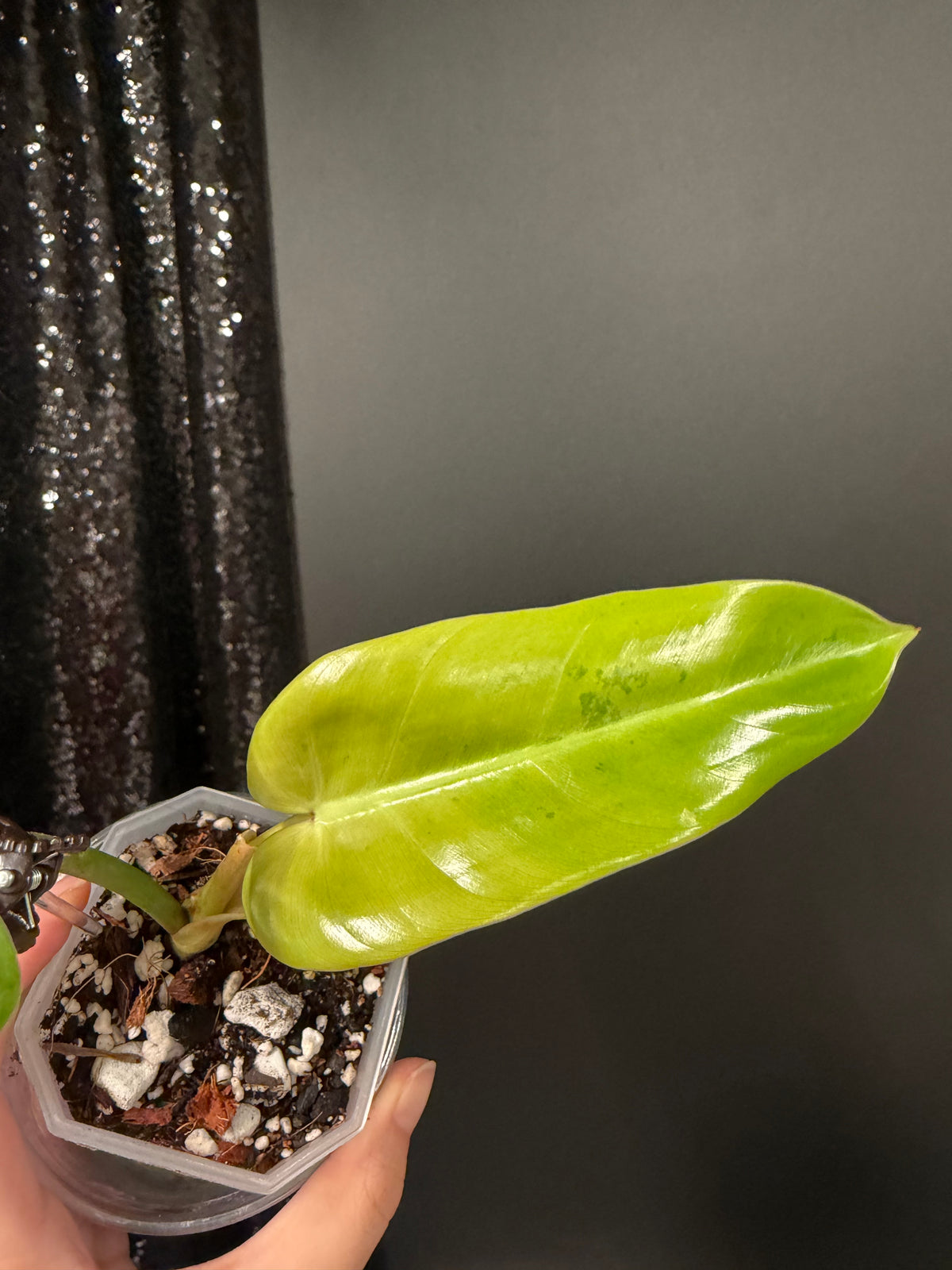 Philodendron Whipple Way Variegated