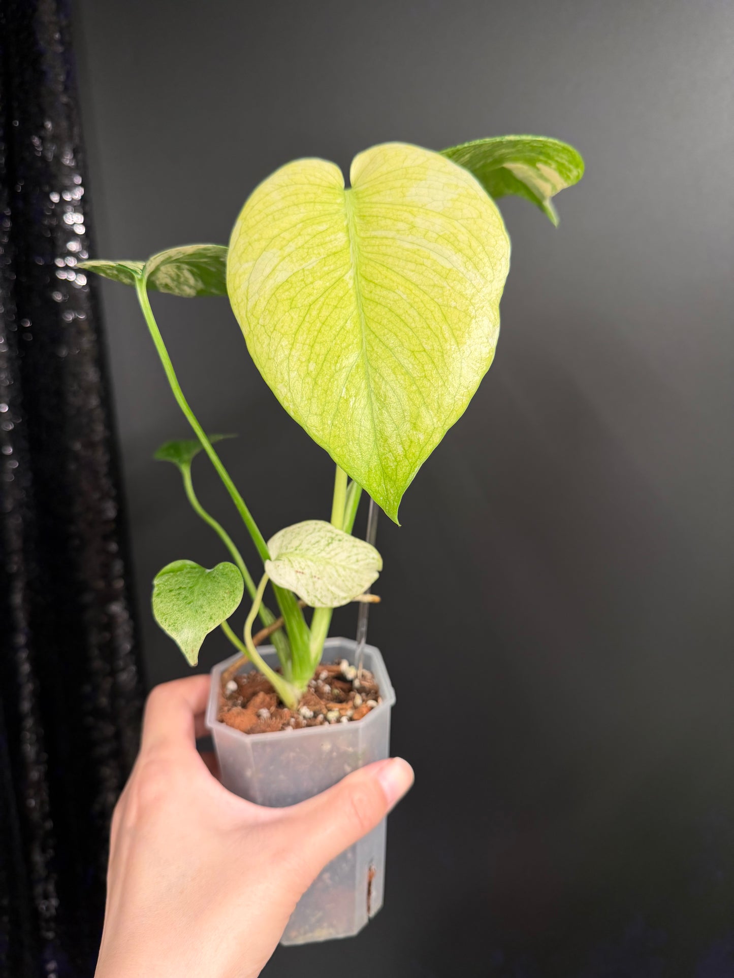 Monstera White Monster, 2.6" Pot