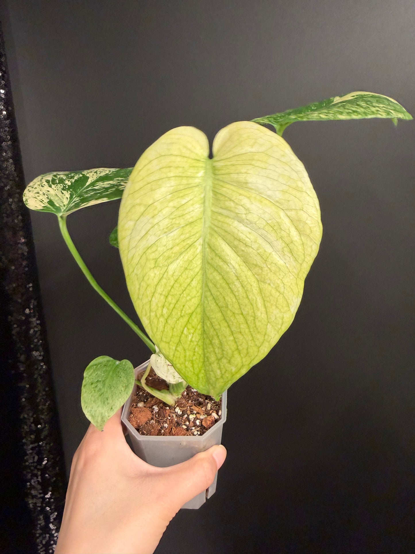 Monstera White Monster, 2.6" Pot