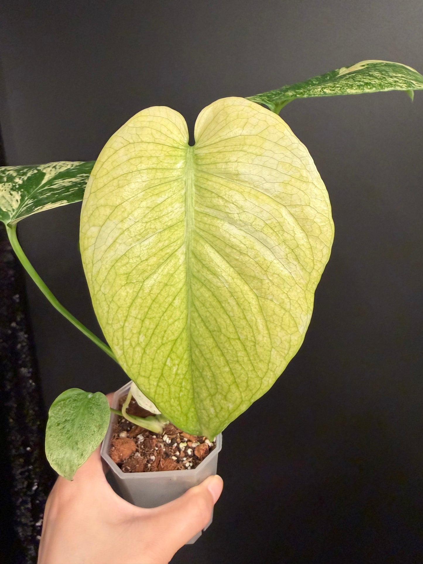 Monstera White Monster, 2.6" Pot