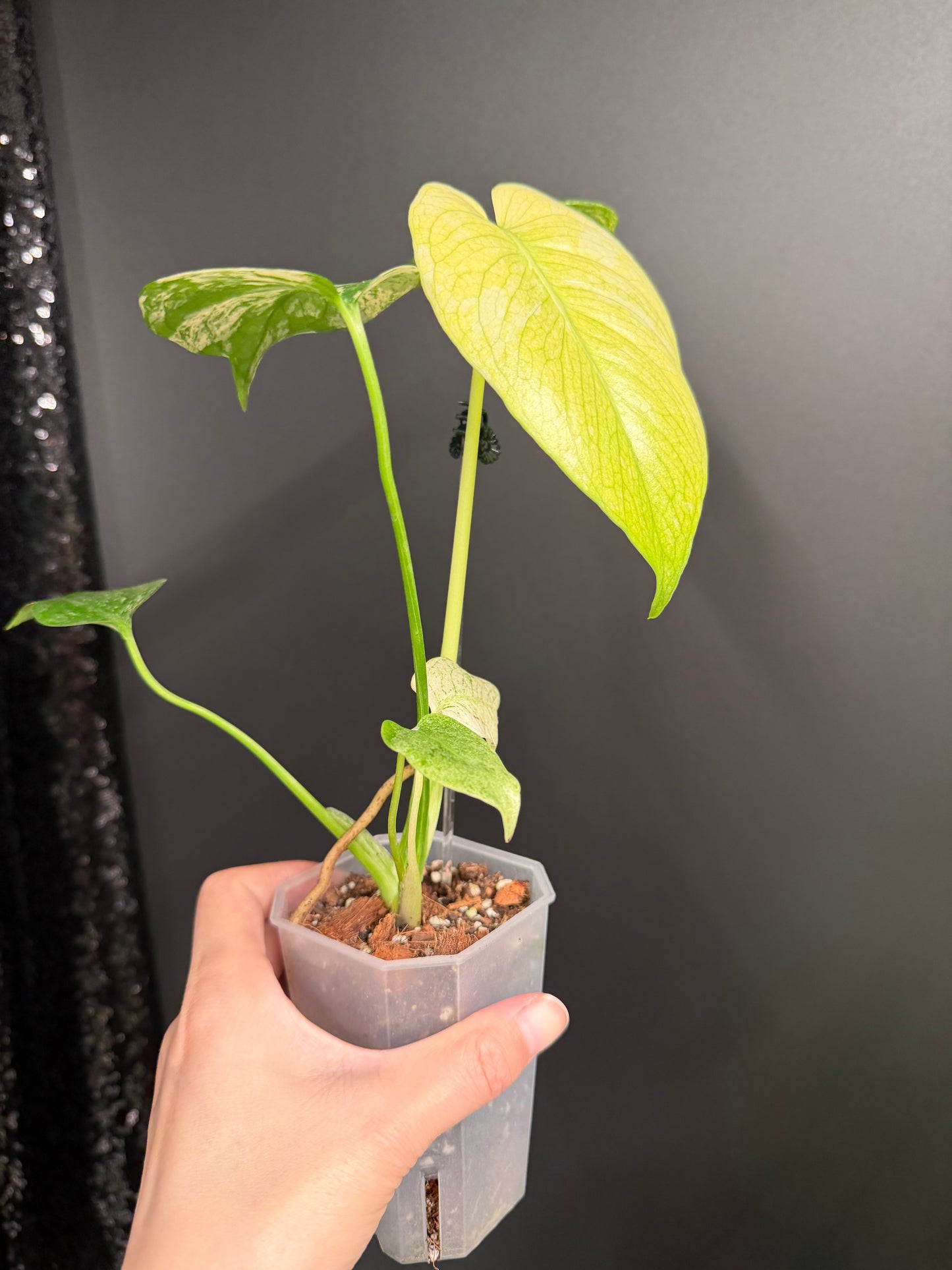 Monstera White Monster, 2.6" Pot