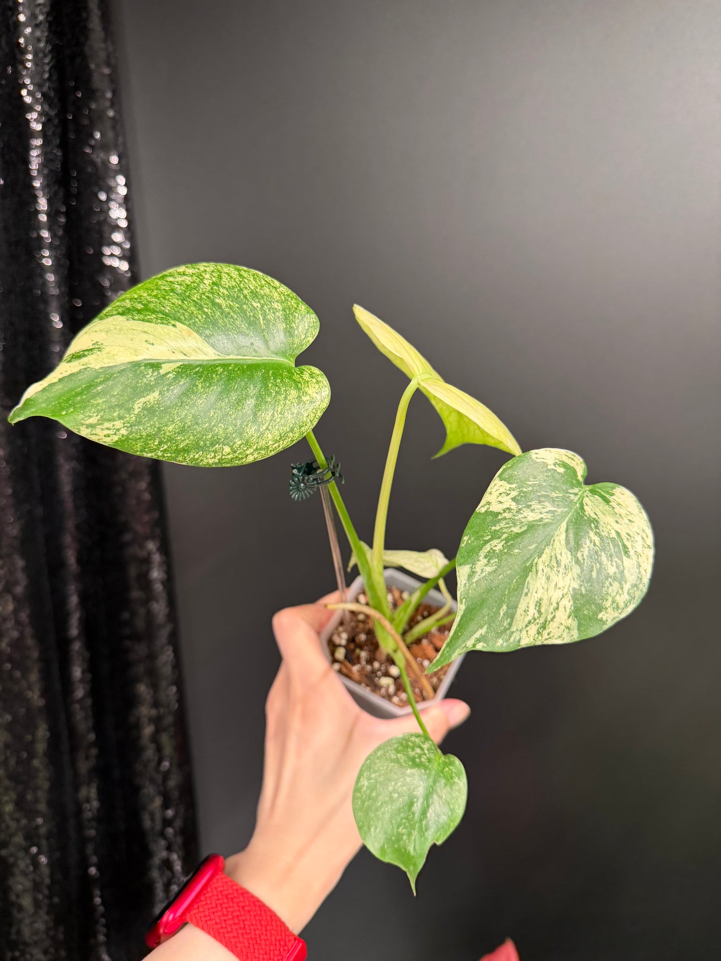 Monstera White Monster, 2.6" Pot