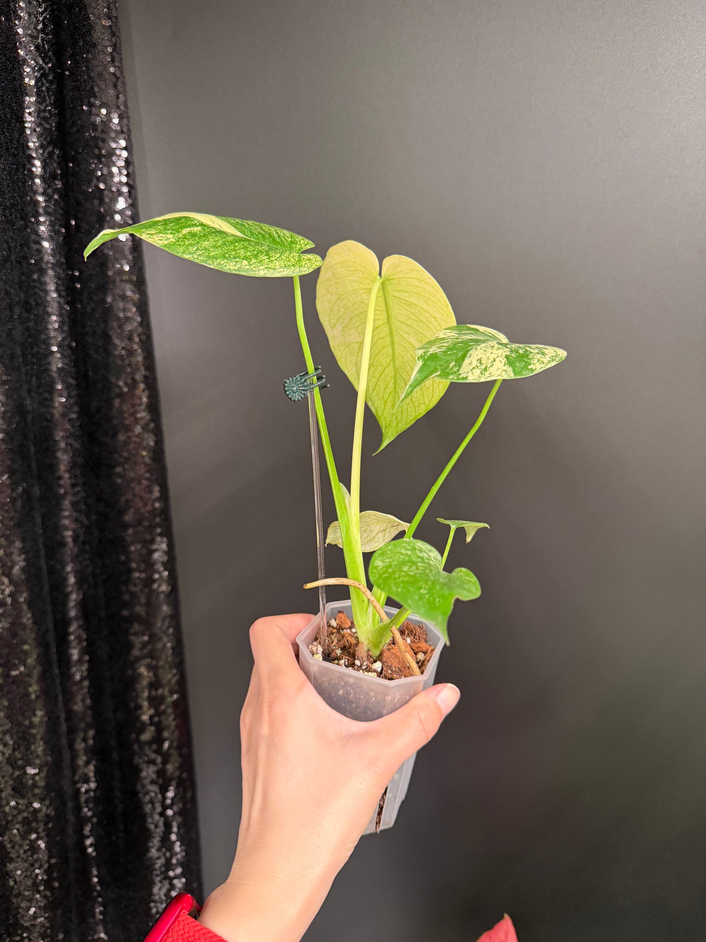 Monstera White Monster, 2.6" Pot