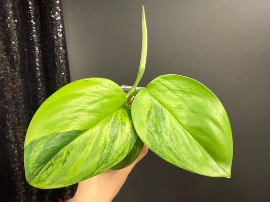 Scindapsus Ggreen on Green Variegated