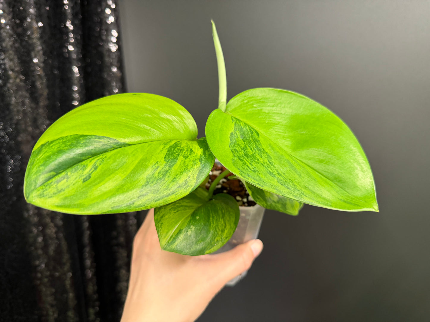 Scindapsus Ggreen on Green Variegated