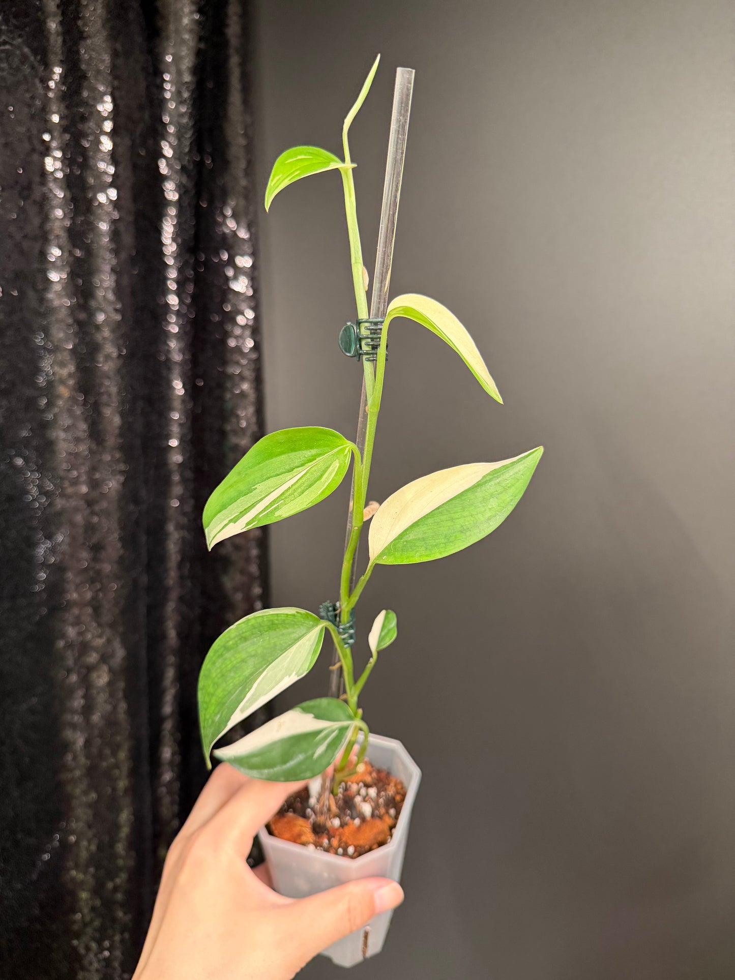 Scindapsus Blue Albo Variegated, Exact Plant