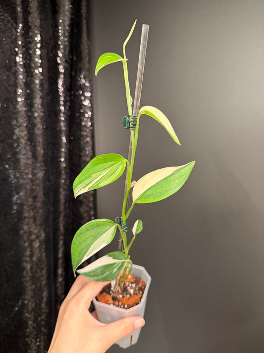 Scindapsus Blue Albo Variegated, Exact Plant