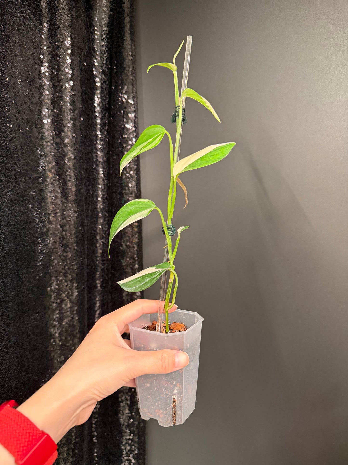 Scindapsus Blue Albo Variegated, Exact Plant