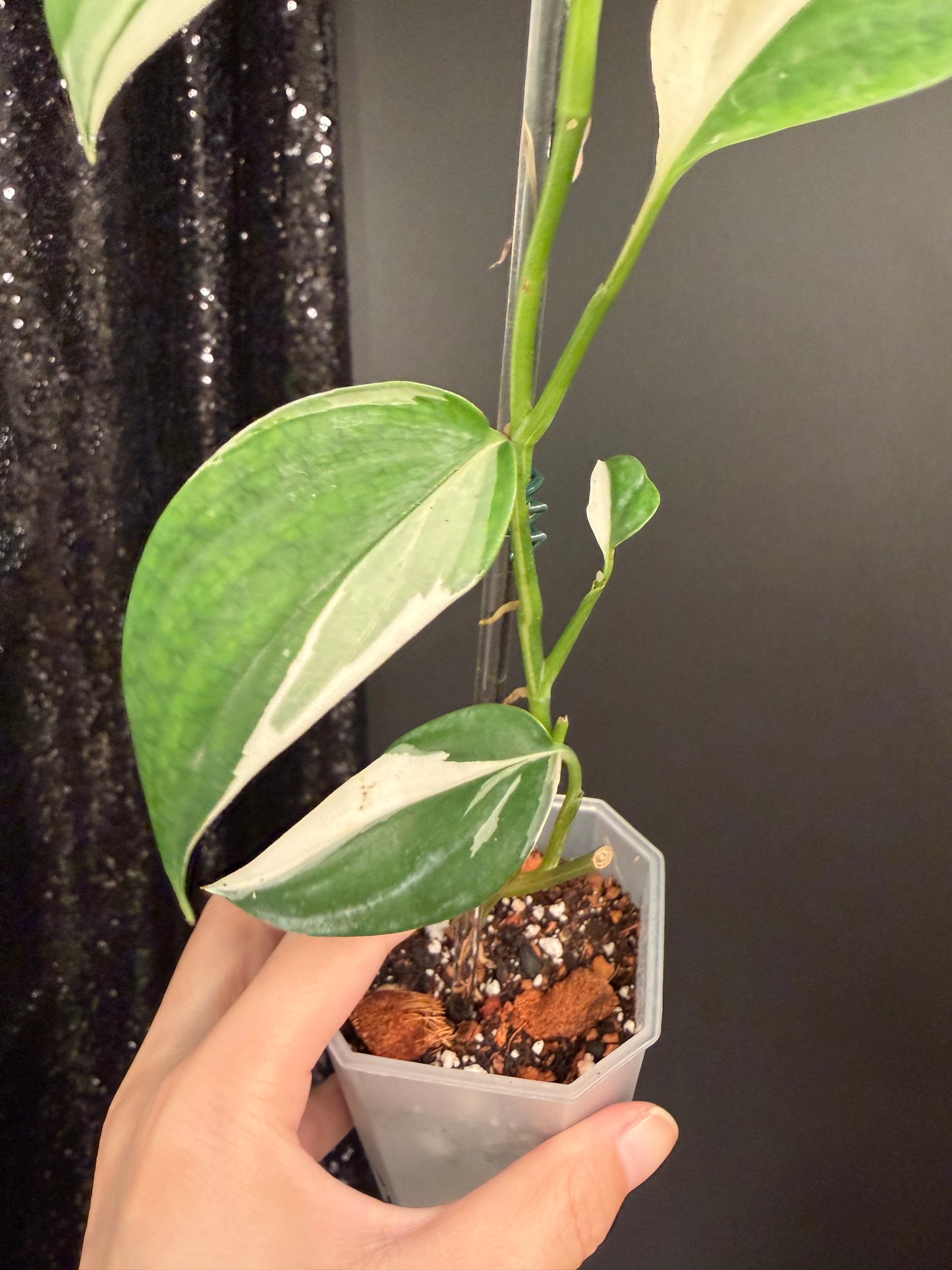 Scindapsus Blue Albo Variegated, Exact Plant