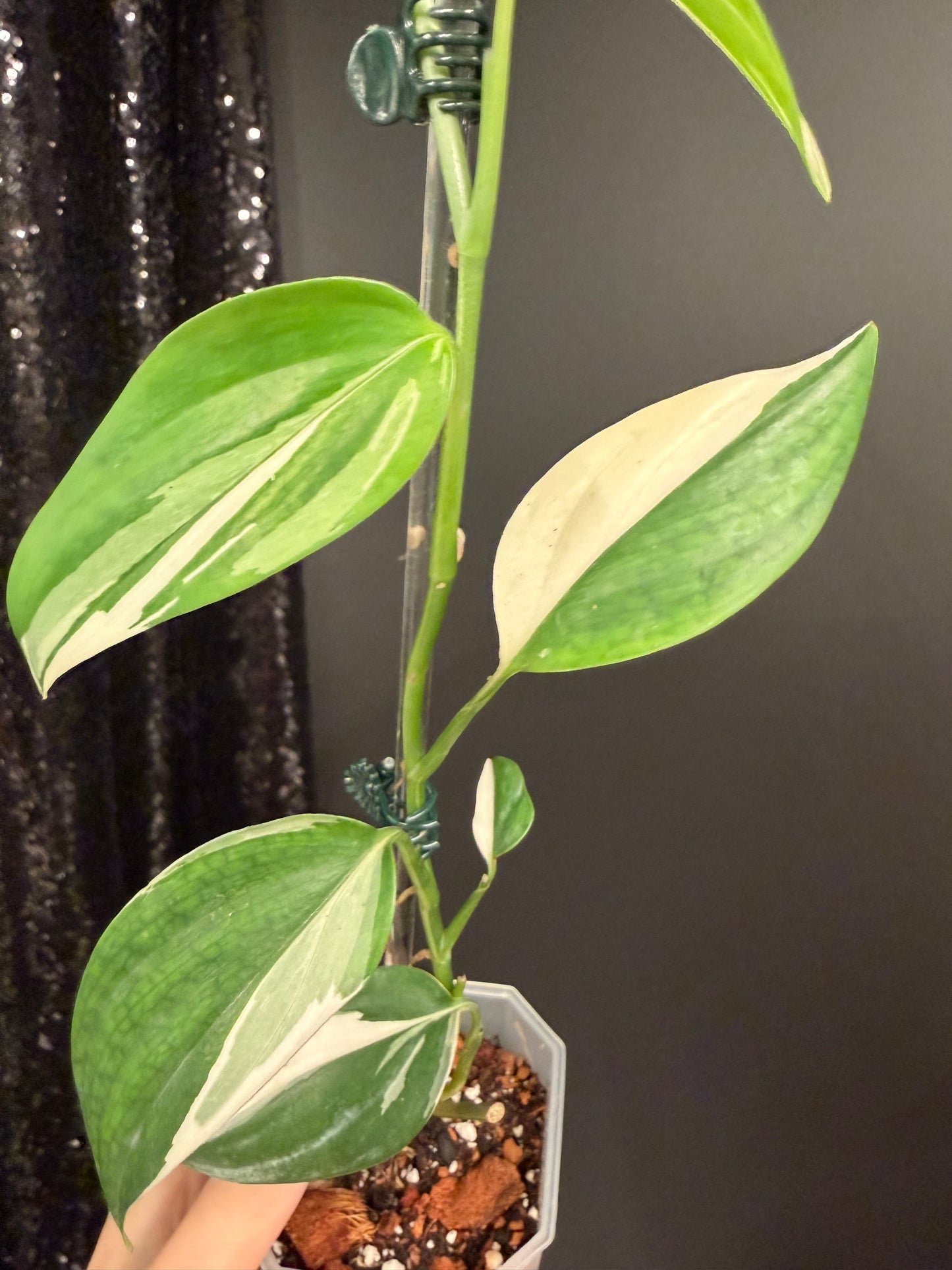 Scindapsus Blue Albo Variegated, Exact Plant