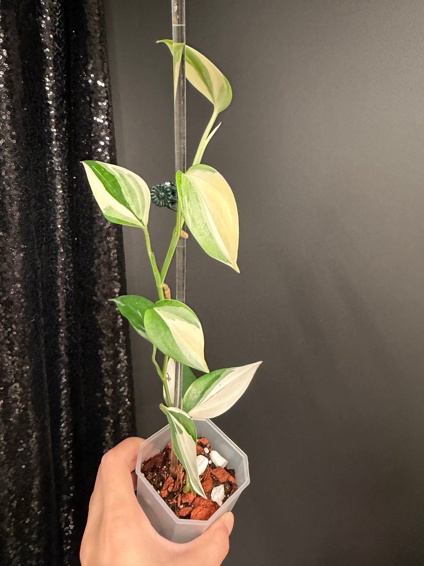 Scindapsus Blue Albo Variegated, Exact Plant