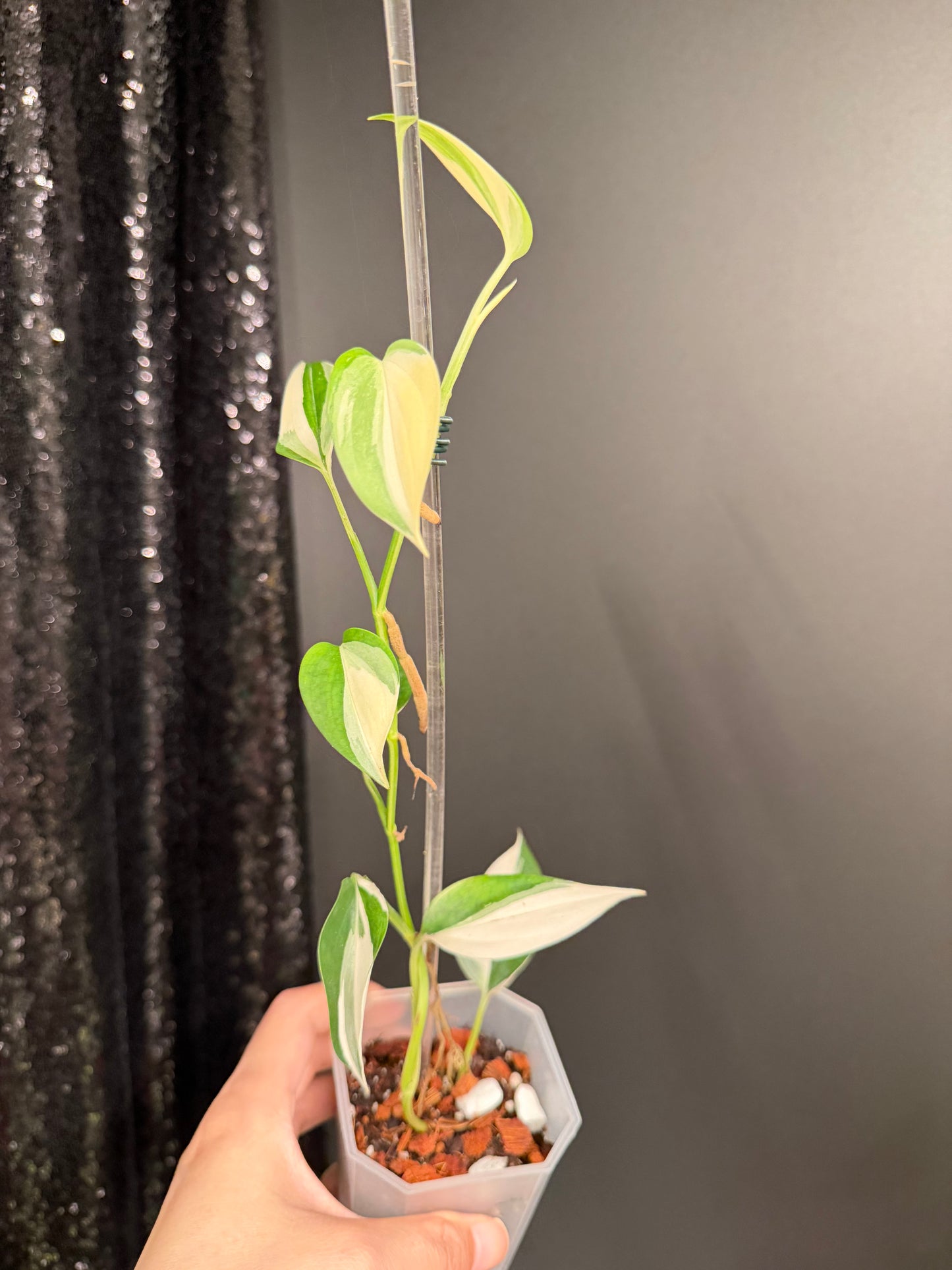 Scindapsus Blue Albo Variegated, Exact Plant