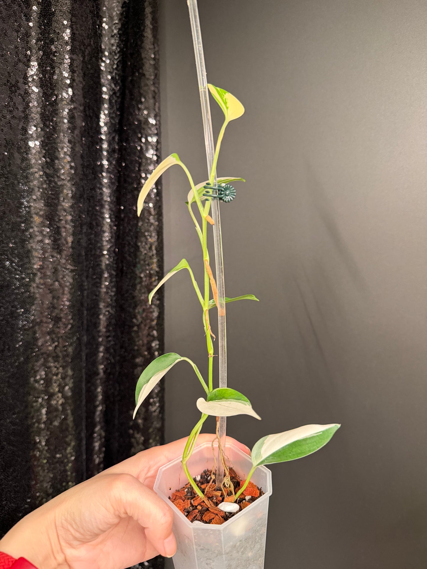 Scindapsus Blue Albo Variegated, Exact Plant