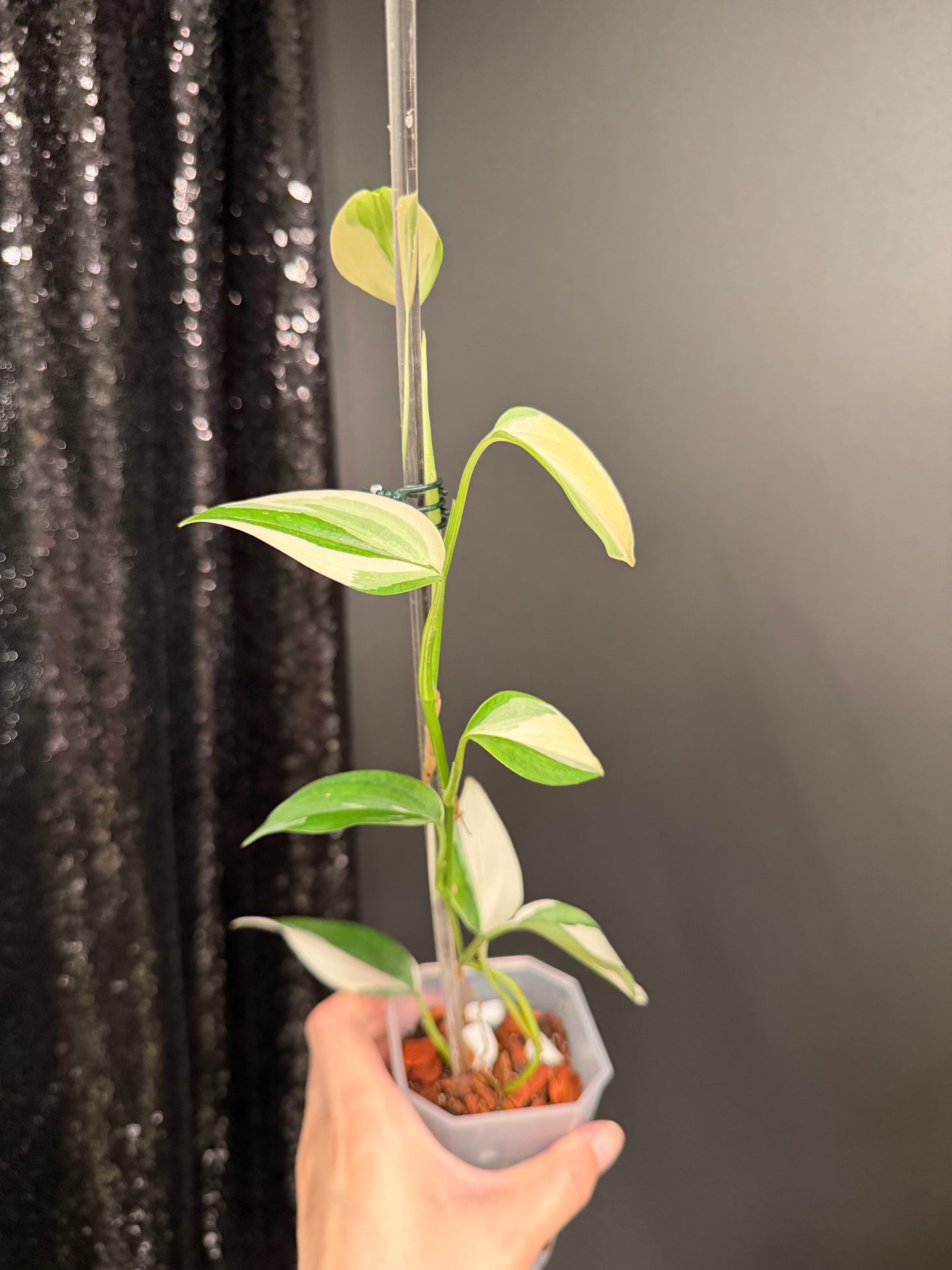 Scindapsus Blue Albo Variegated, Exact Plant