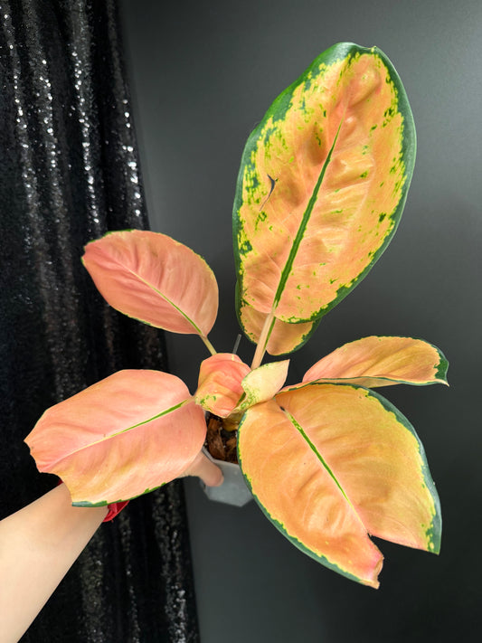 Aglaonema Starbucks